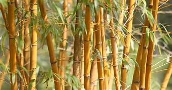 Things made from bamboo 